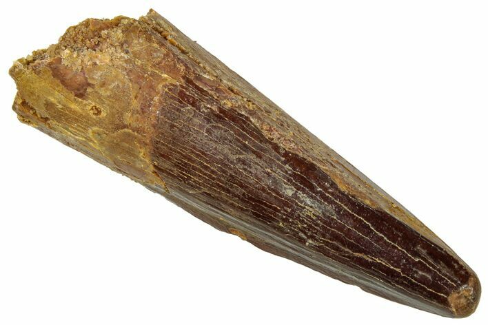 Fossil Spinosaurus Tooth - Real Dinosaur Tooth #329638